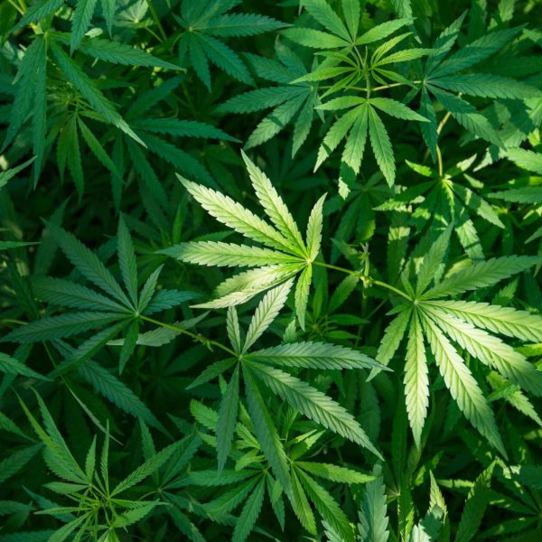 Tráfico de drogas y marihuana